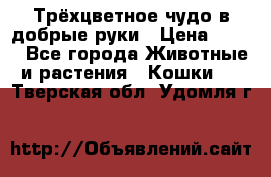 Трёхцветное чудо в добрые руки › Цена ­ 100 - Все города Животные и растения » Кошки   . Тверская обл.,Удомля г.